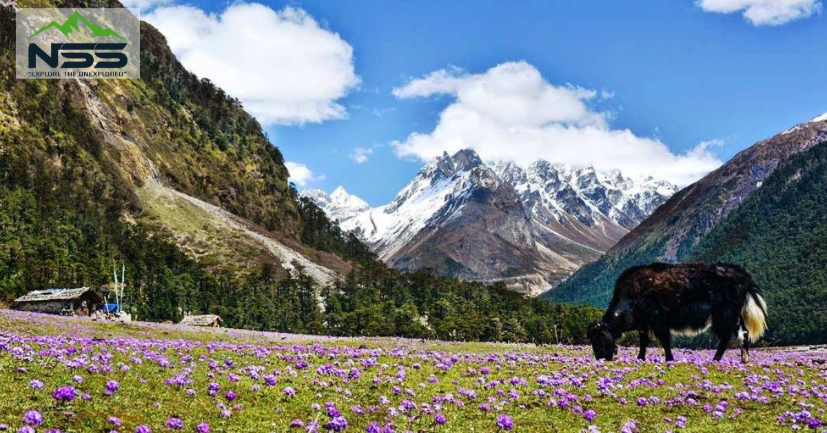 Yumthang Valley