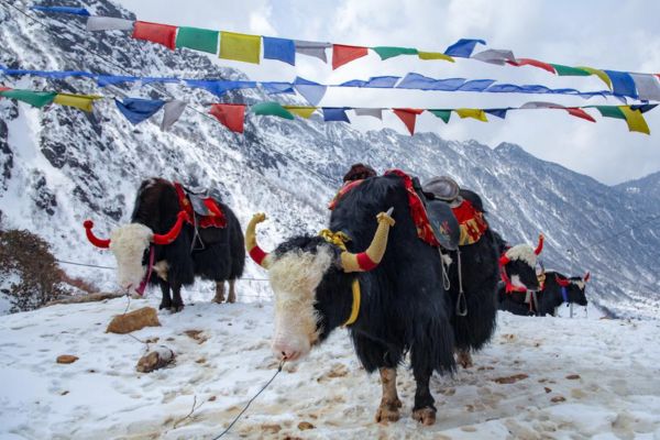 2 Days 1 Night North Sikkim Lachung Package